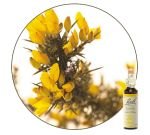 Ajonc - Gorse (n°13), 20&nbsp;ml